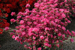Rhododendron 'Tradition'(Kurume Hybrid) — photo 4