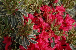 Azalea 'Silver Sword' — photo 2