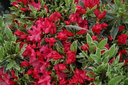 Azalea 'Silver Sword' — photo 3