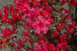 Azalea 'Silver Sword' — photo 4