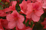 Azalea Salmon Spray — photo 2