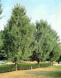Acer rubrum 'Armstrong' — photo 1