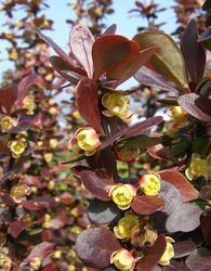 Berberis thunbergii f. atropurpurea 'Helmond Pillar' — photo 3