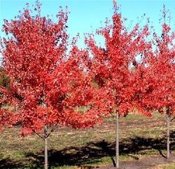 Acer rubrum 'Autumn Radiance' — photo 1