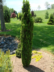 Buxus sempervirens 'Graham Blandy' — photo 2