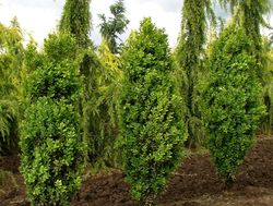 Buxus sempervirens 'Graham Blandy' — photo 3