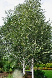 Betula utilis var. jacquemontii — photo 2