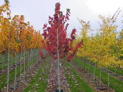 Acer rubrum 'Autumn Spire' — photo 1