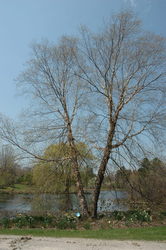 Betula nigra 'Cully'(HERITAGE) — photo 1