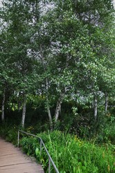 Betula platyphylla 'Whitespire' — photo 3