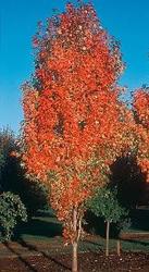 Acer rubrum 'Bowhall' — photo 1