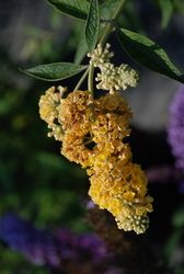Buddleia davidii 'Honeycomb' — photo 2