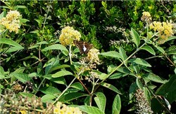 Buddleia davidii 'Honeycomb' — photo 3