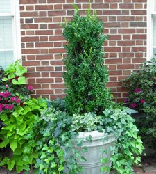 Buxus sempervirens Green Tower — photo 2