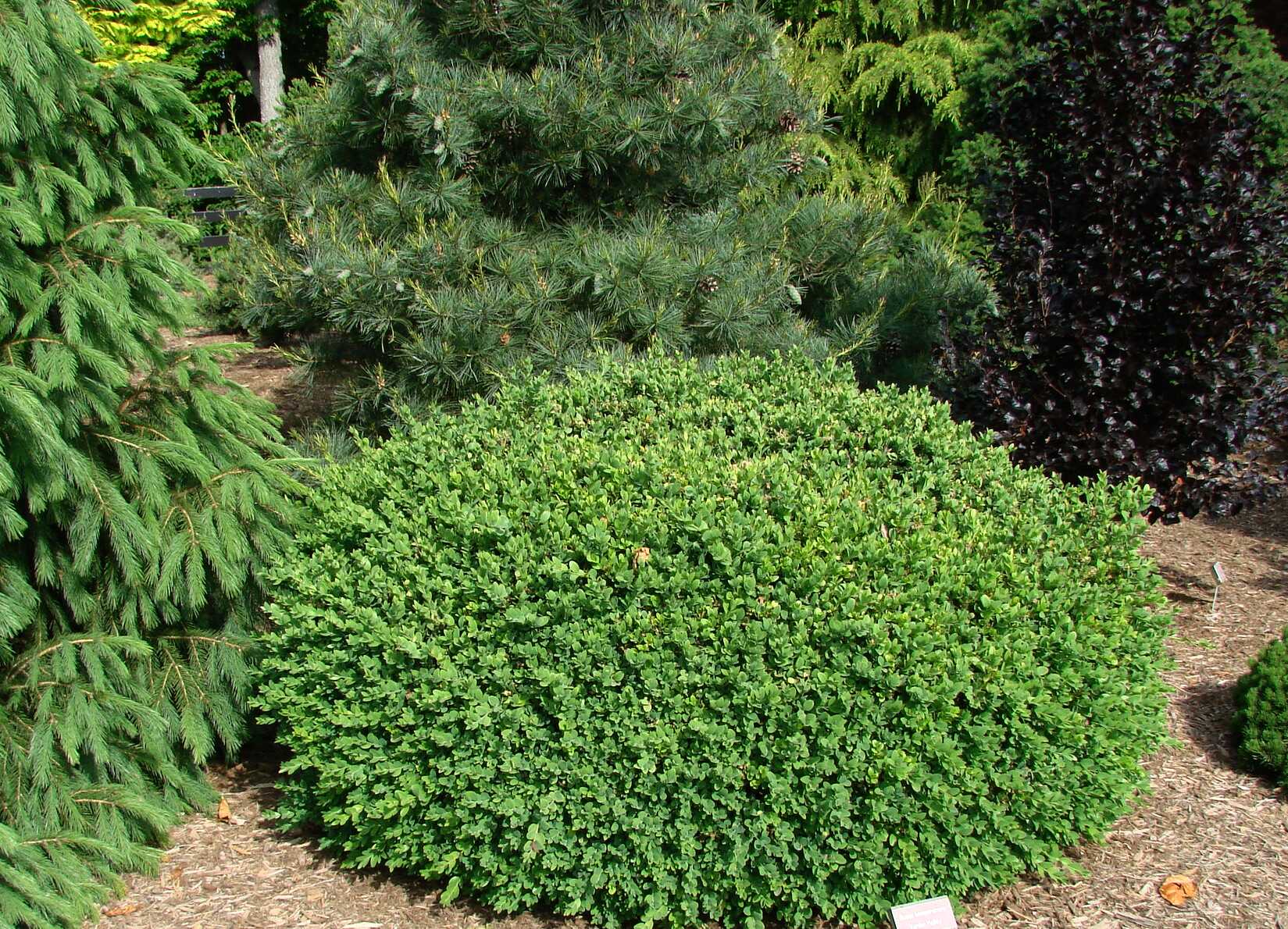 Buxus sempervirens 'Vardar Valley' — photo 1