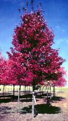 Acer rubrum 'Brandywine' — photo 1