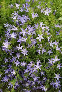 Campanula Blue Waterfall — photo 1