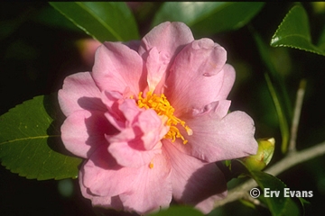 Camellia Winters Charm