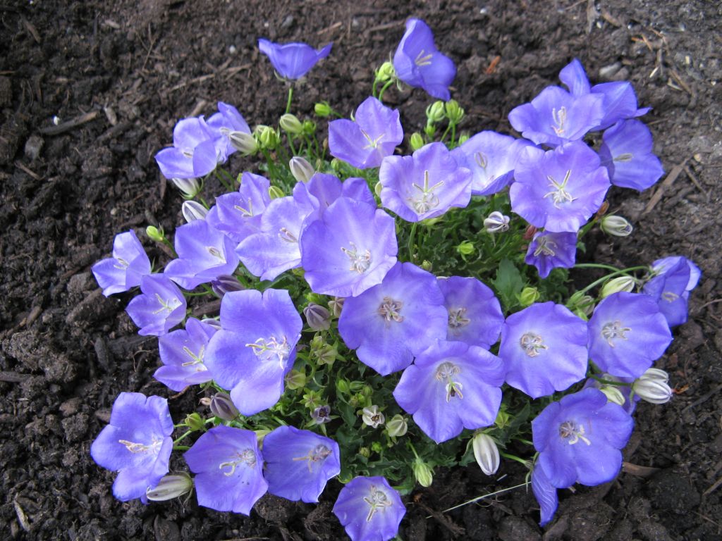 Campanula Pearl Deep Blue — photo 1