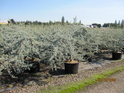 Cedrus atlantica 'Blue Cascade — photo 1