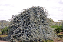 Cedrus atlantica 'Blue Cascade — photo 2