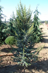 Cedrus atlantica 'Fastigiata' — photo 2