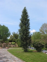 Cedrus atlantica 'Fastigiata' — photo 3