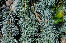 Cedrus atlantica 'Glauca Pendula' — photo 2