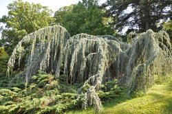 Cedrus atlantica 'Glauca Pendula' — photo 3