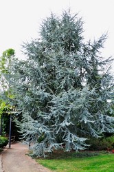 Cedrus atlantica 'Glauca' — photo 1