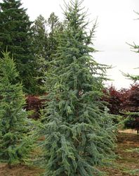 Cedrus atlantica 'Glauca' — photo 2