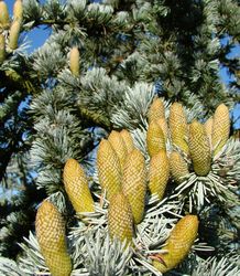 Cedrus atlantica 'Glauca' — photo 3