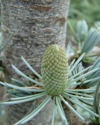 Cedrus atlantica 'Glauca' — photo 4