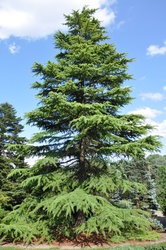 Cedrus deodara Aurea — photo 2