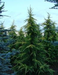 Cedrus deodara Aurea — photo 3