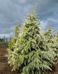 Cedrus deodara Deep Cove — photo 2