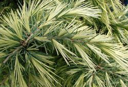 Cedrus deodara Deep Cove — photo 3