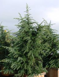 Cedrus deodara Divinely Blue — photo 2