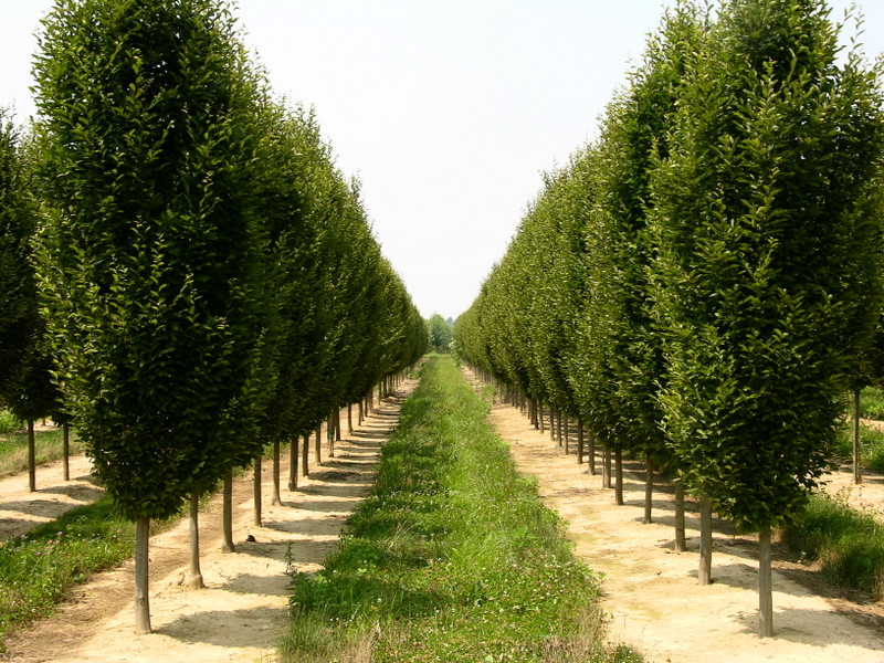 Carpinus betulus 'Fastigiata' — photo 1