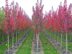 Acer rubrum 'Burgundy Belle' — photo 1