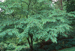 Carpinus japonica — photo 2