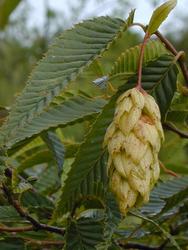 Carpinus japonica — photo 3