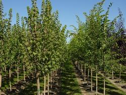 Acer rubrum 'Burgundy Belle' — photo 2