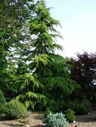 Cedrus deodara Gold Cone — photo 2