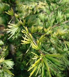 Cedrus deodara Gold Cone — photo 3