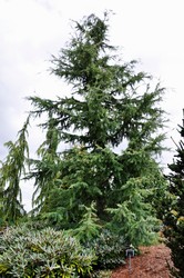 Cedrus deodara Karl Fuchs — photo 1