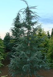 Cedrus deodara Karl Fuchs — photo 2