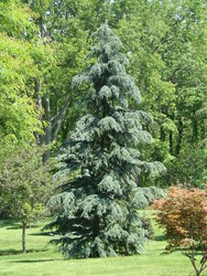 Cedrus deodara Karl Fuchs — photo 3