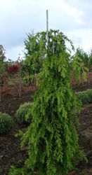 Cedrus libani 'Beacon Hill' — photo 2