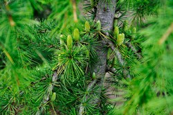 Cedrus libani 'Beacon Hill' — photo 3